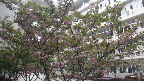 校园樱花.jpg